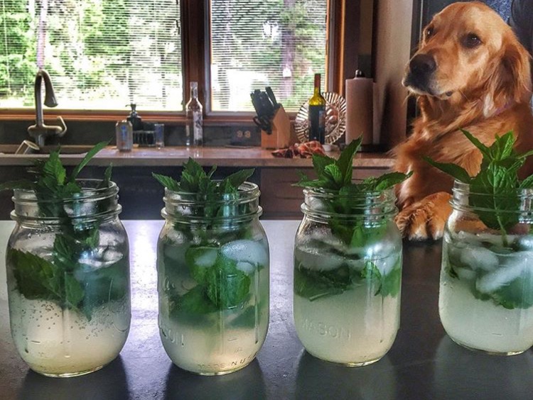 mojitotucker